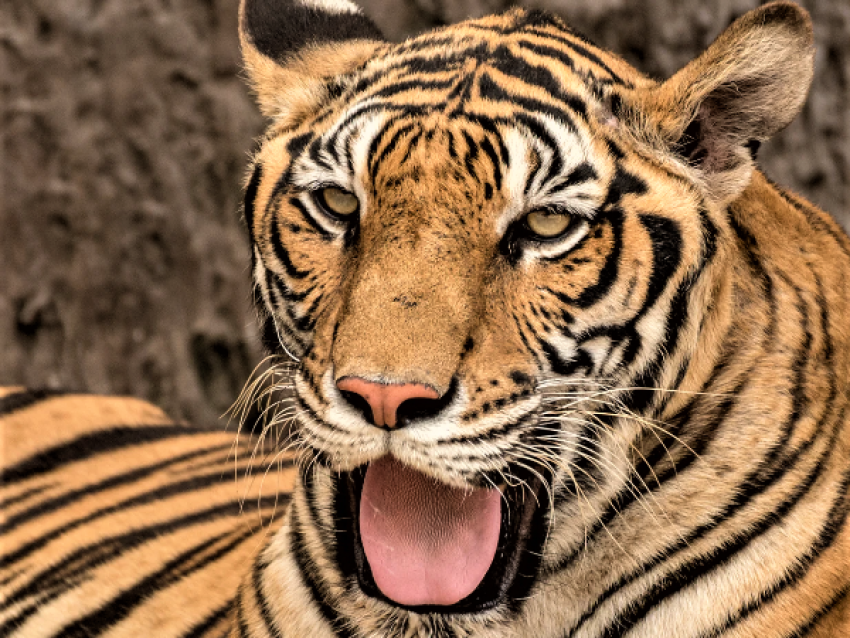 Der Bengalische Tiger