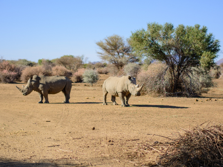 Wild lebende Tiere