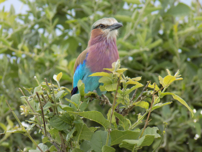 flora und Fauna