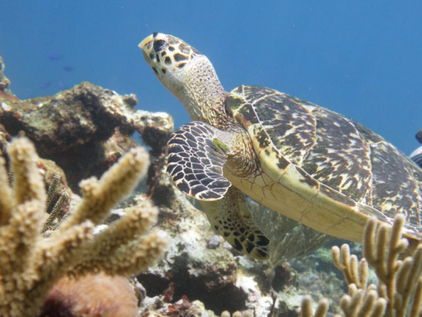 Besuch einer Schildkröte in Akumal