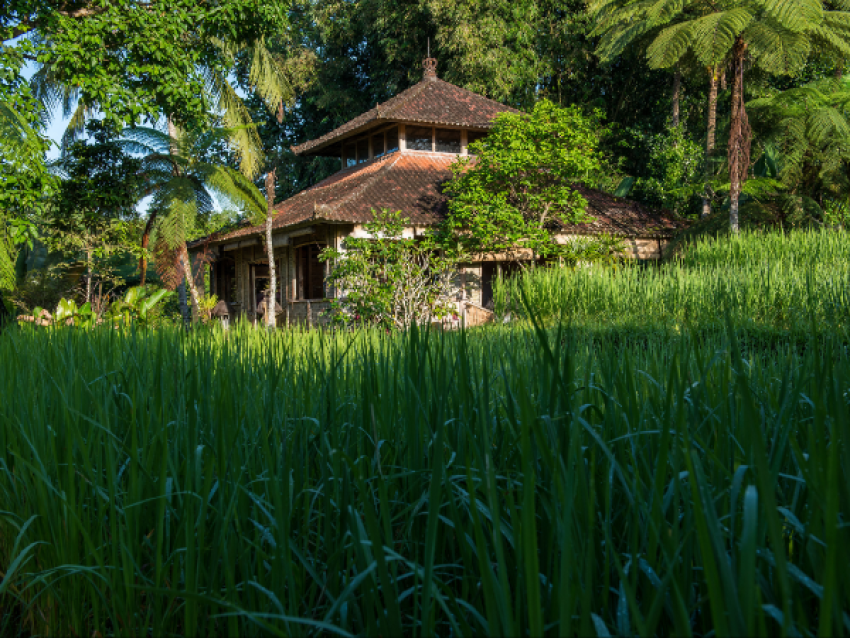 Reisfelder in Tabanan