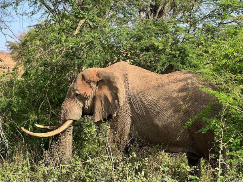 Elefant