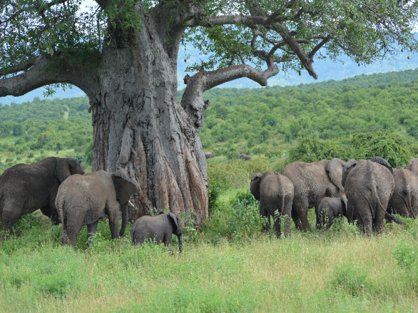 Elefant am Baobab-Baum