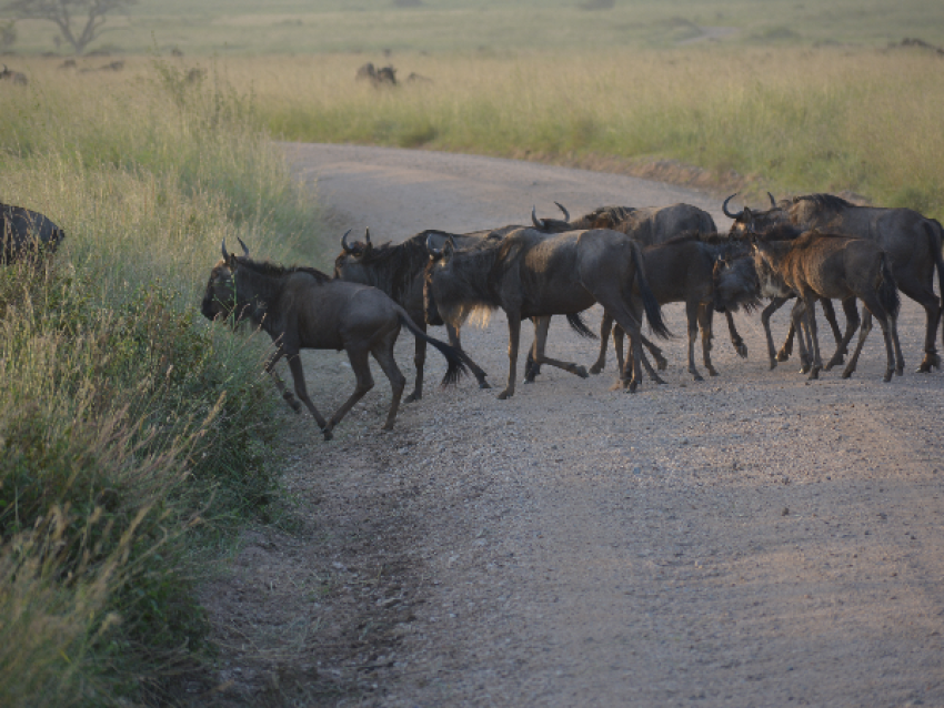 Wildbeest Road Crossing