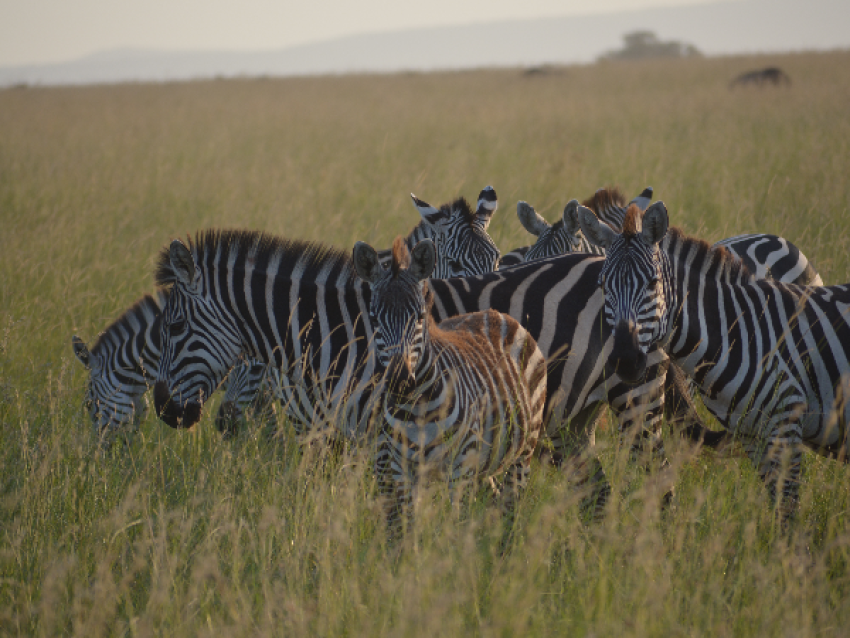 Zebra in der Serengeti