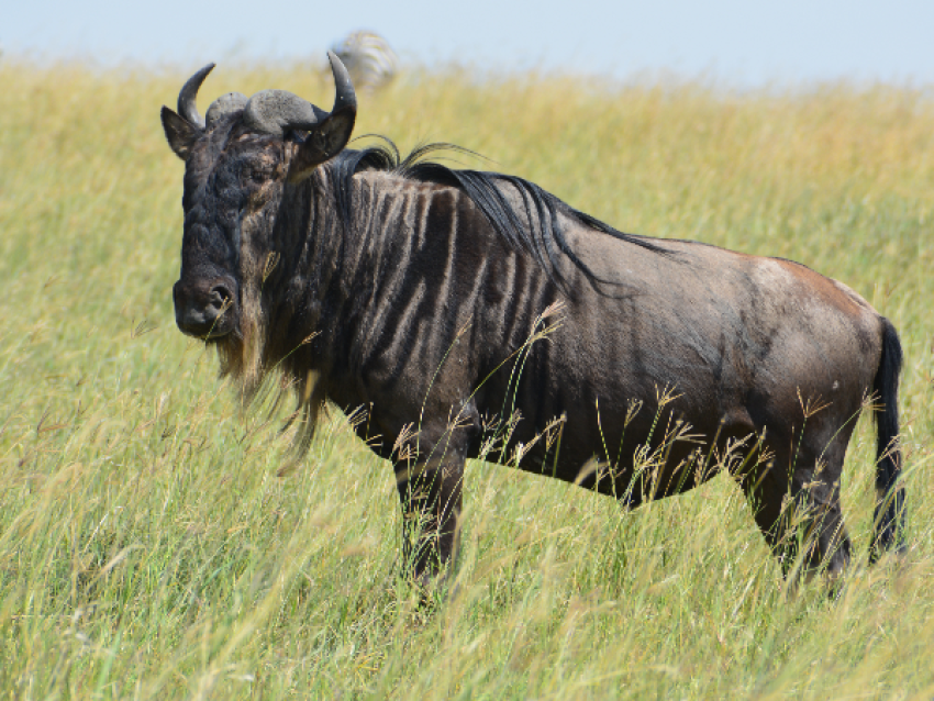Wildtiere in Ndutu