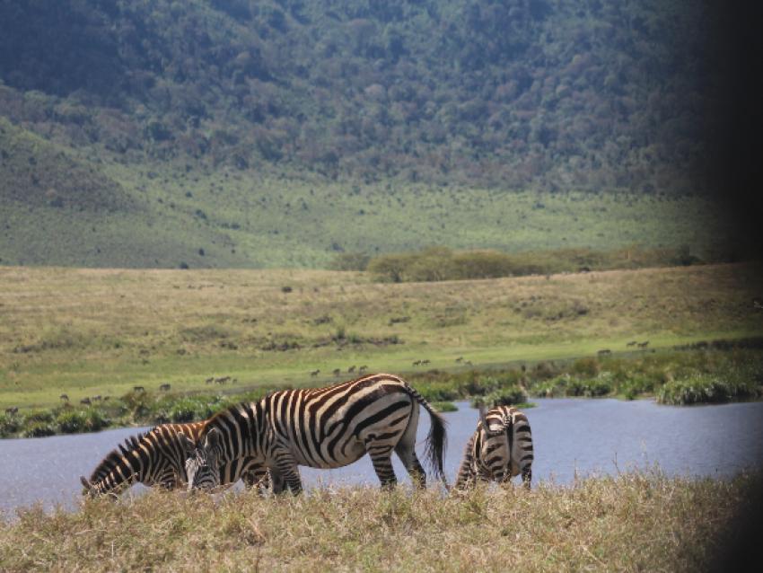 Ngorongoro-Zebra