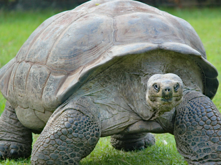 Schildkröte