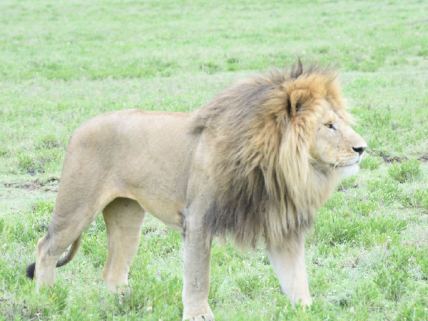König Löwe