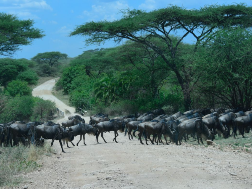 Gnu-Wanderung