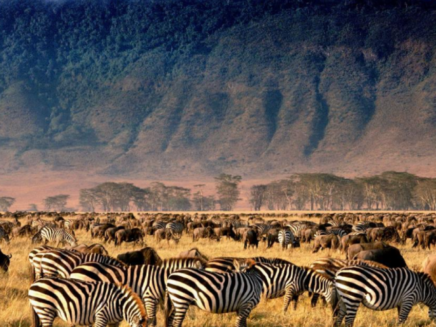 Zebra mit Gnu