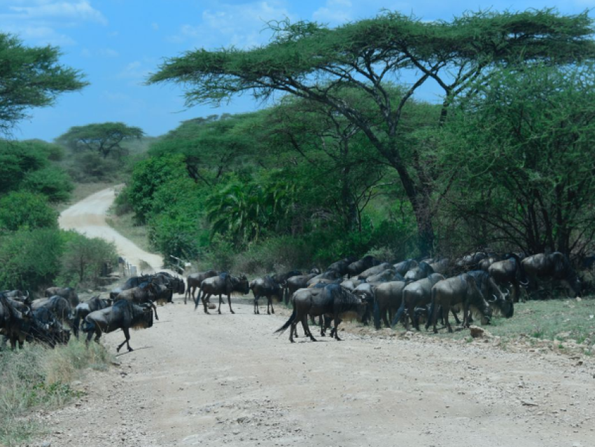 Wildebeest