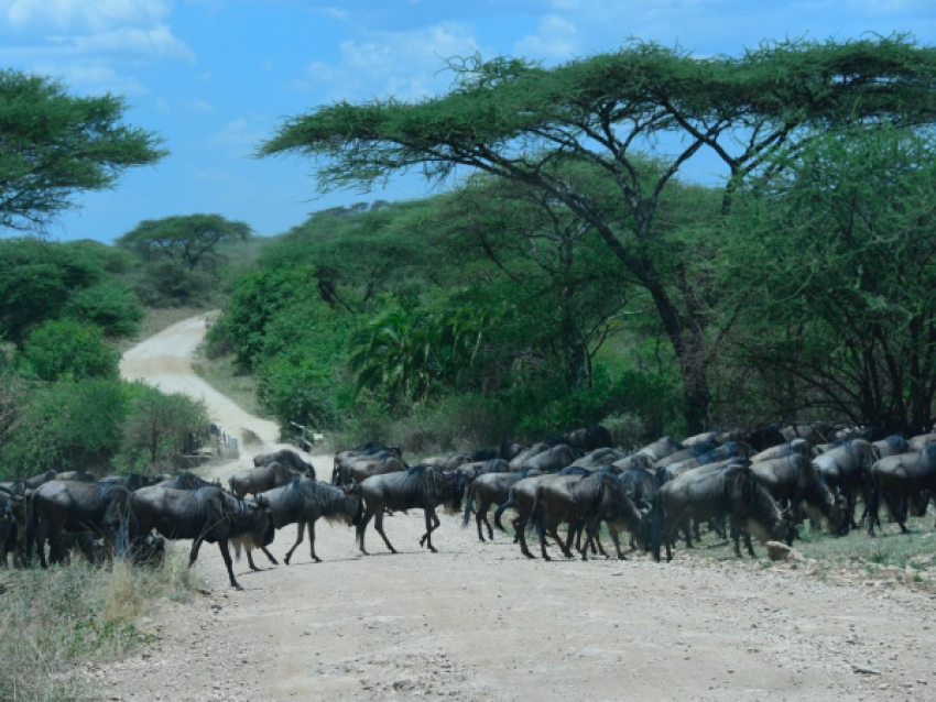 Gnu-Wanderung