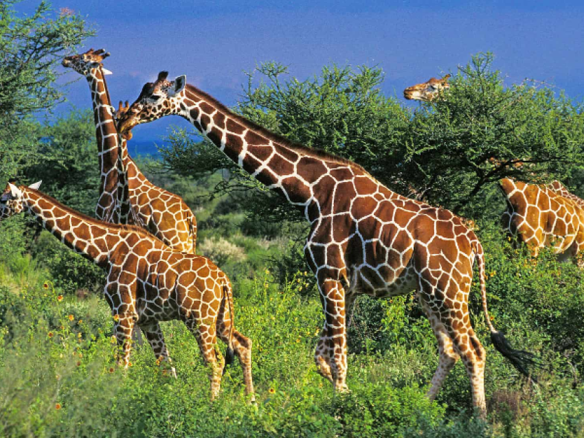 Giraffen