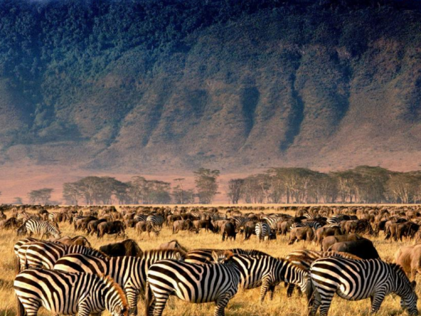 Gnus