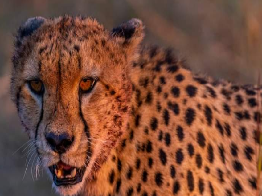 Gepard