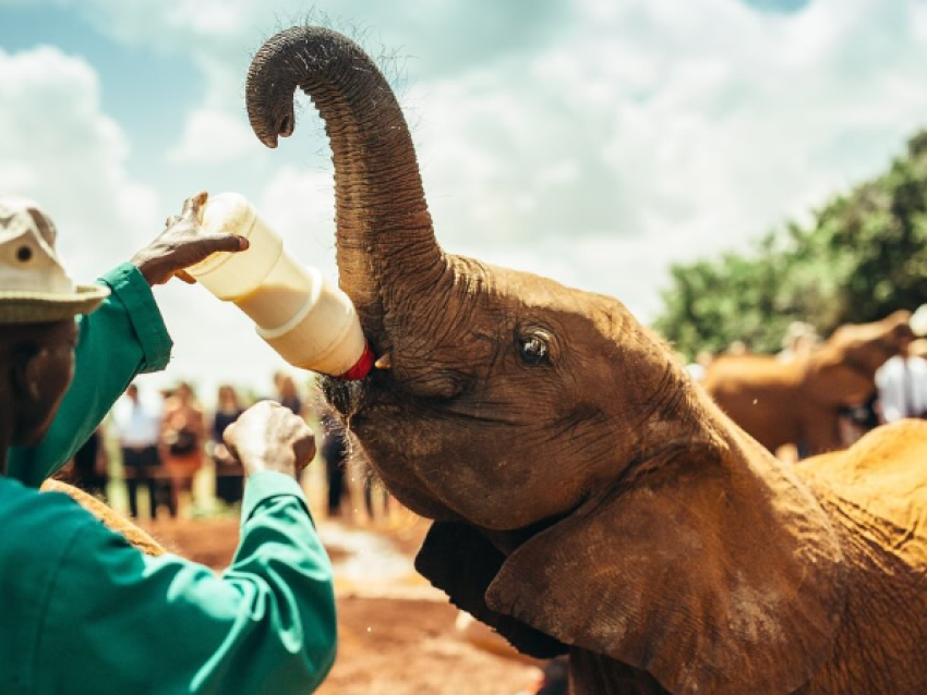 david sheldrick