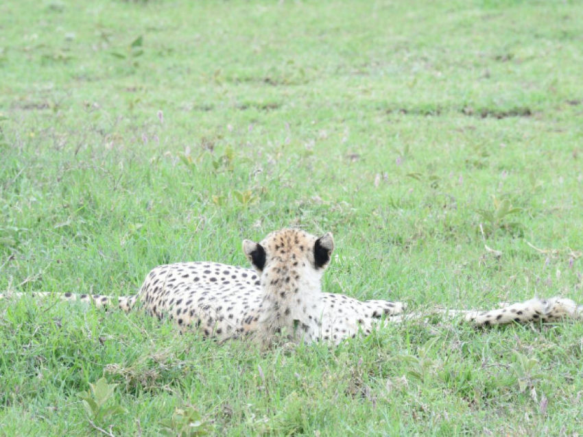 Gepard gelegt.