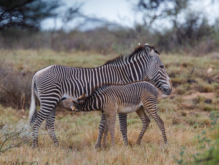 GREVY'S ZEBRA