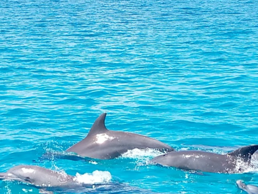 Delphinschwimmen