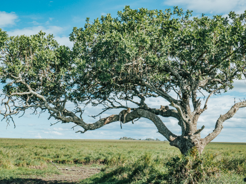 Serengeti-Nationalpark