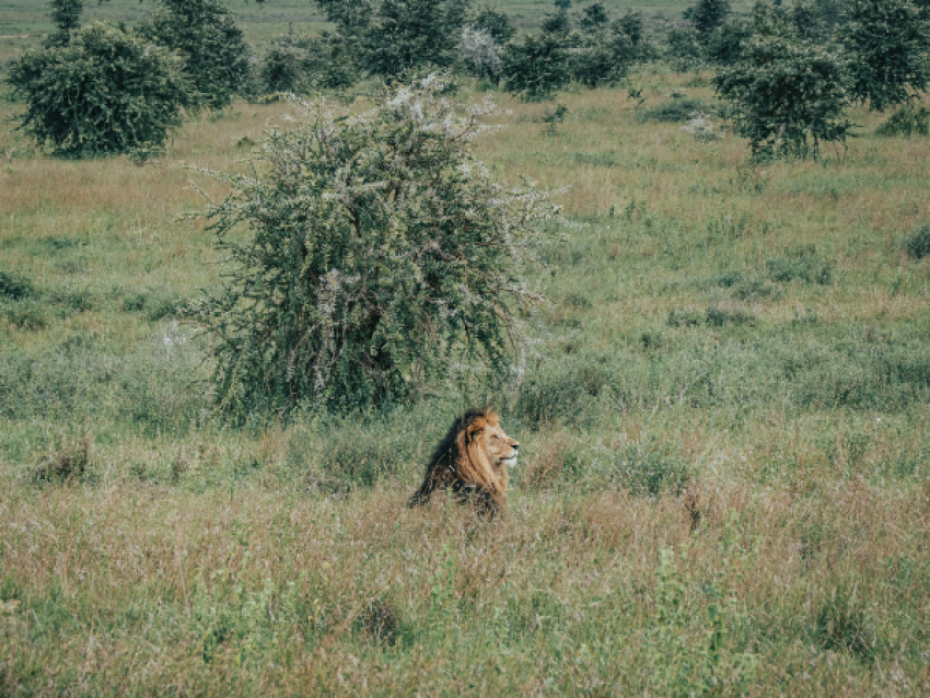 Serengeti-Nationalpark
