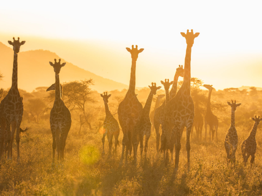 6-Tage-Budget-Camping-Safari im Norden Tansanias