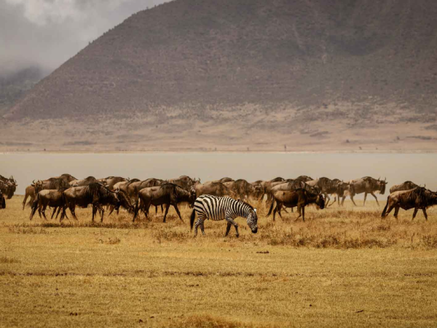 Tansania Budget Camping Safari nach Tarangire und Ngorongoro