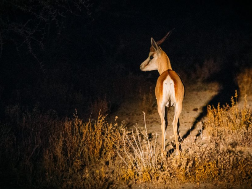 Nacht-Safari