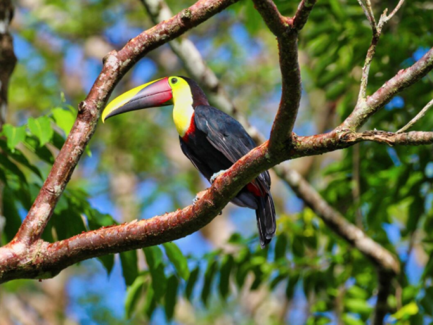 toucan