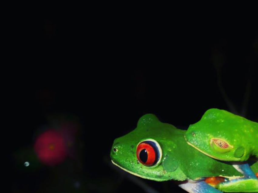 frosch