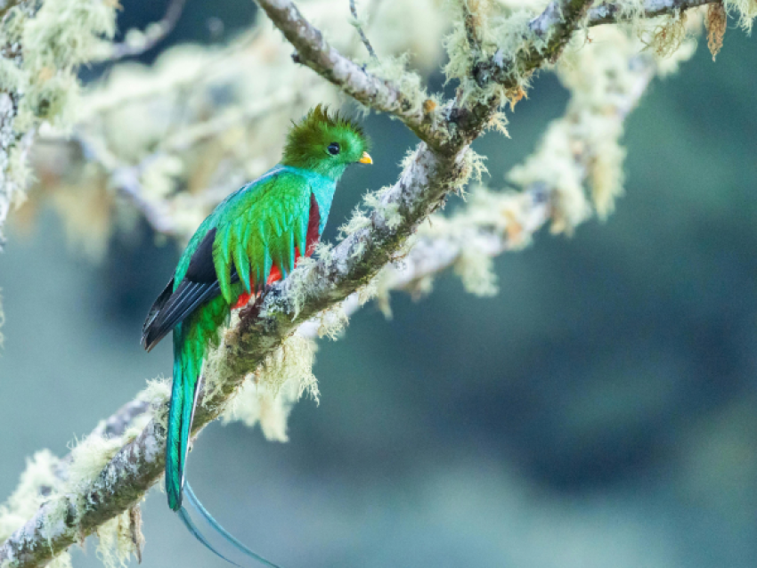 Strahlender Quetzal