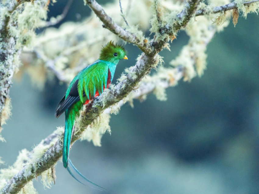 Strahlender Quetzal