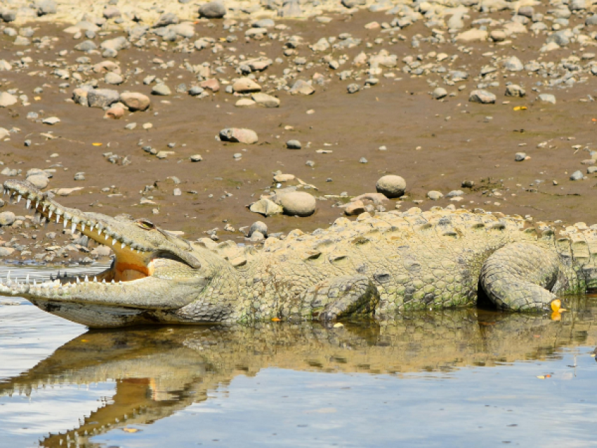 krokodil