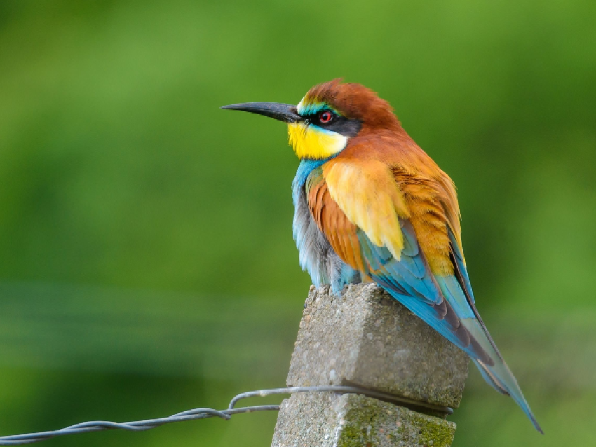 Kaziranga National Forest